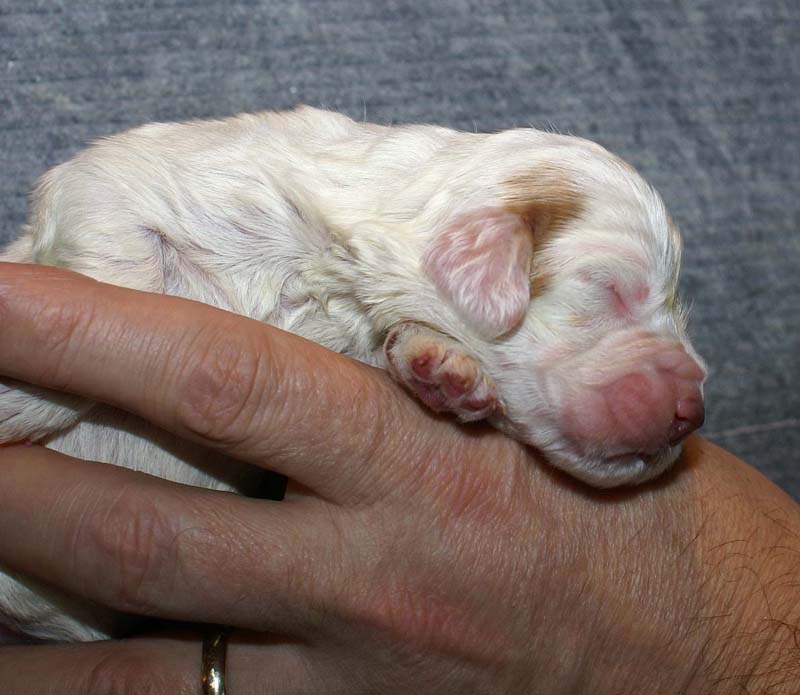 Girl_Bronze_Tail_1week_e