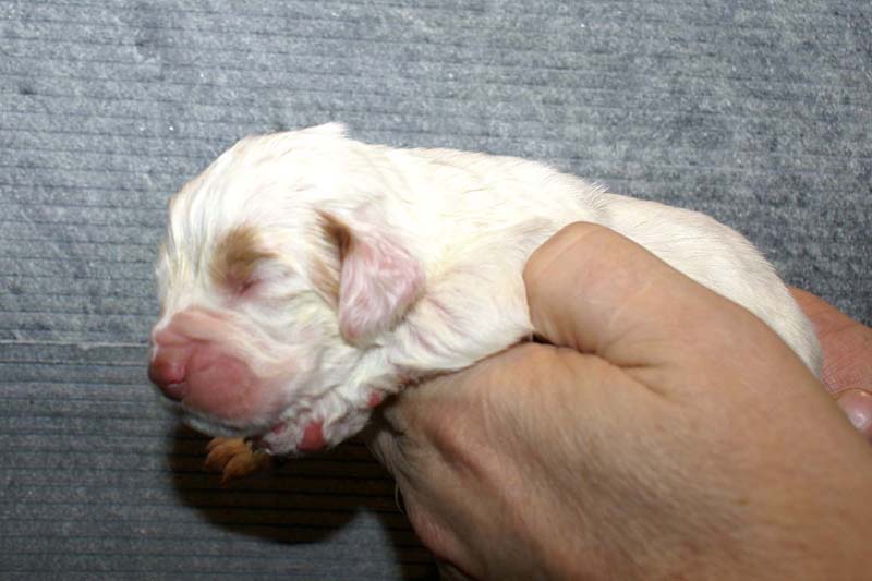 Girl_Bronze_Tail_1week_f