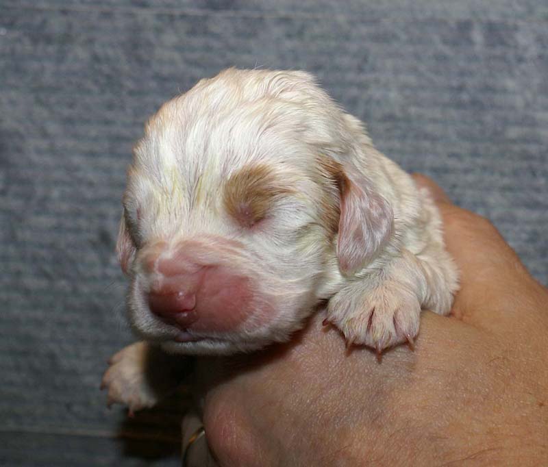 Girl_Bronze_Tail_1week_h