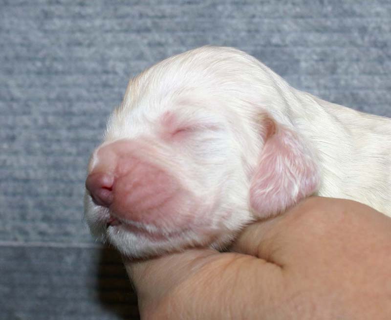 Girl_Pink_Tail_1week_a