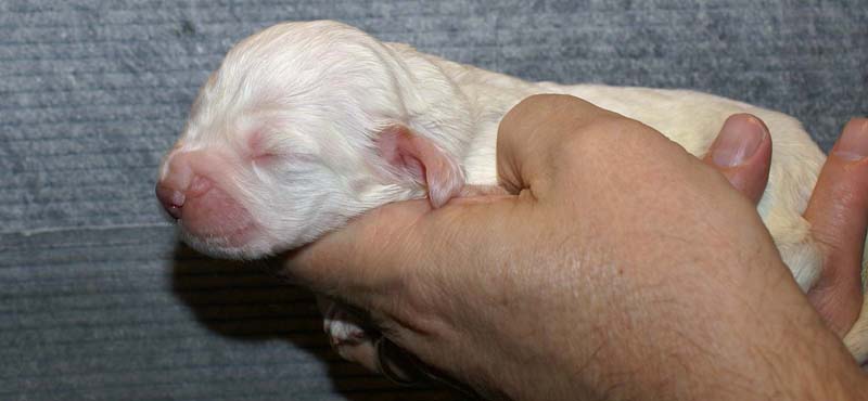 Girl_Pink_Tail_1week_b