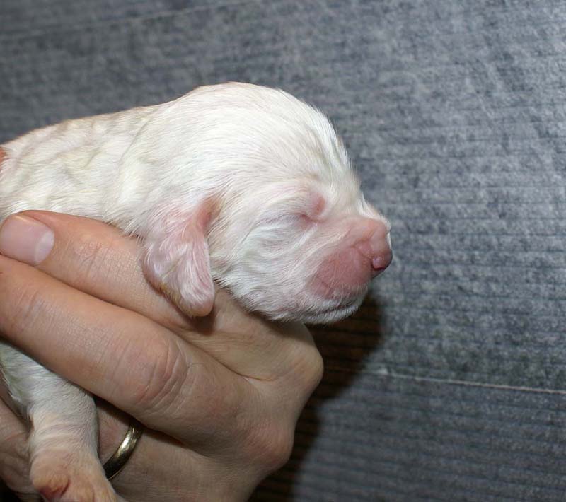 Girl_Pink_Tail_1week_c