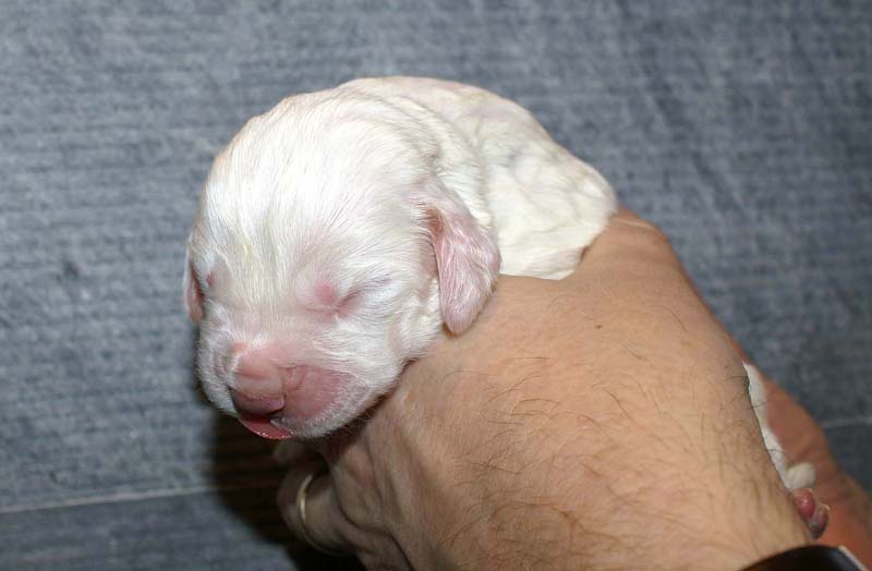 Girl_Pink_Tail_1week_d