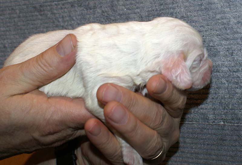 Girl_Pink_Tail_1week_e