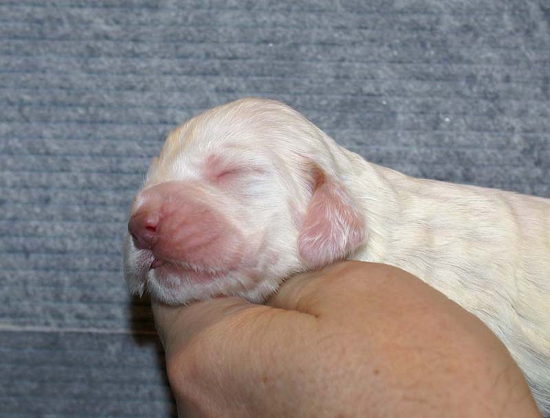 Girl_Pink_Tail_1week_g