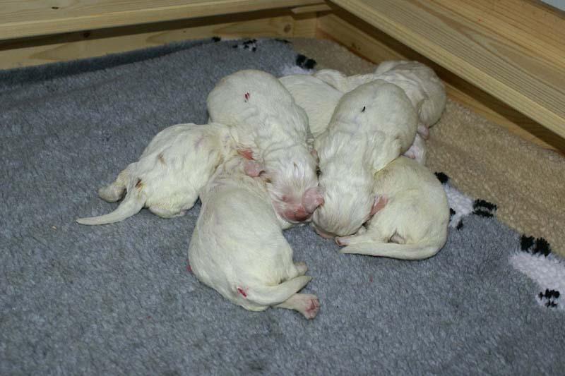 a_Windy_Fraser_pups_1weeks