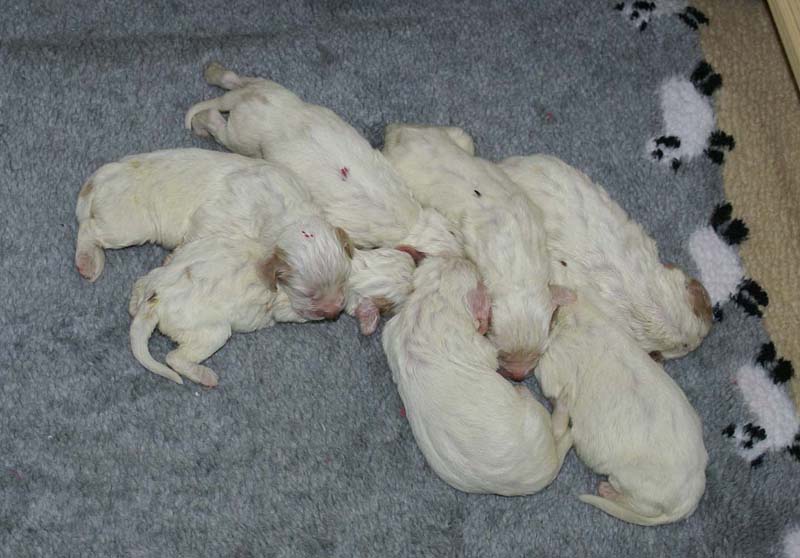 a_Windy_Fraser_pups_1weeks_b