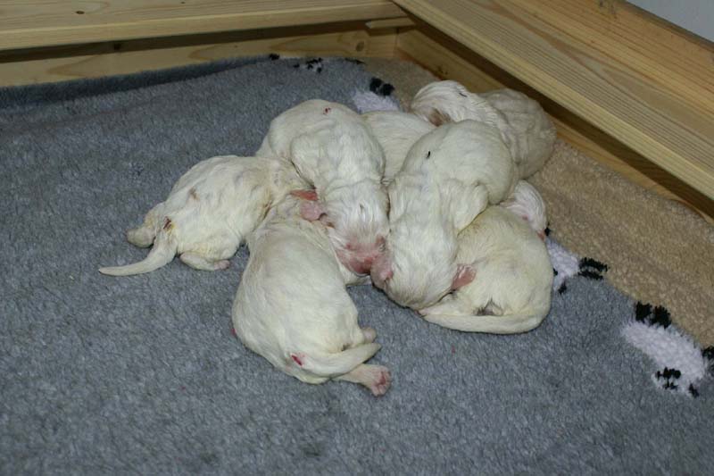 a_Windy_Fraser_pups_1weeks_c