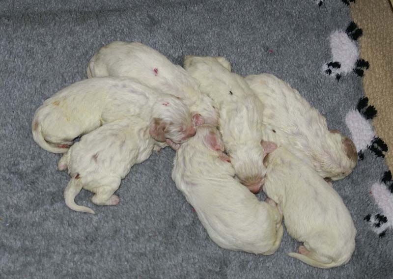 a_Windy_Fraser_pups_1weeks_d