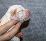 Boy_Pink_Head_1week_a