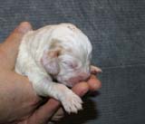 Boy_Pink_Head_1week_d