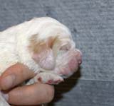 Boy_Purple_Head_1week_b