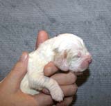 Boy_Purple_Head_1week_e