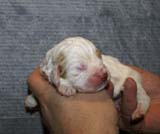 Girl_Bronze_Tail_1week_d