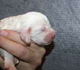 Girl_Pink_Tail_1week_c