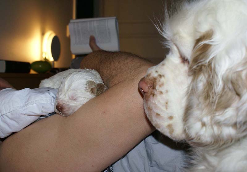 a_Windy_Fraser_puppies_17days_old_Bumbaa