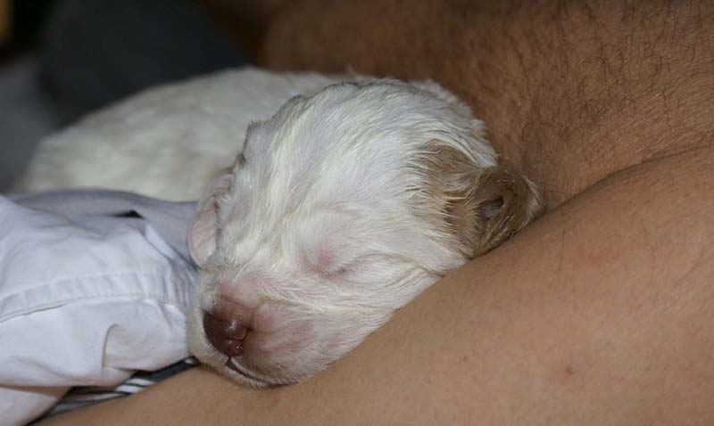 a_Windy_Fraser_puppies_17days_old_a
