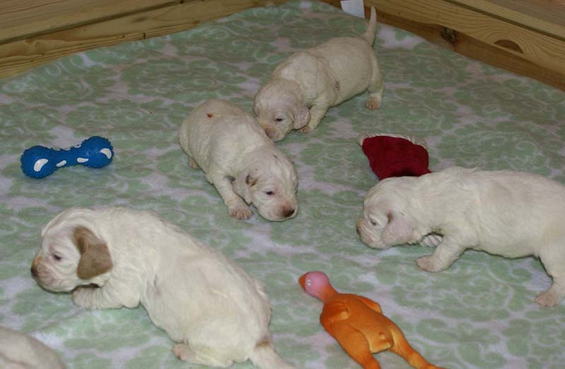 a_Windy_Fraser_puppies_17days_old_c
