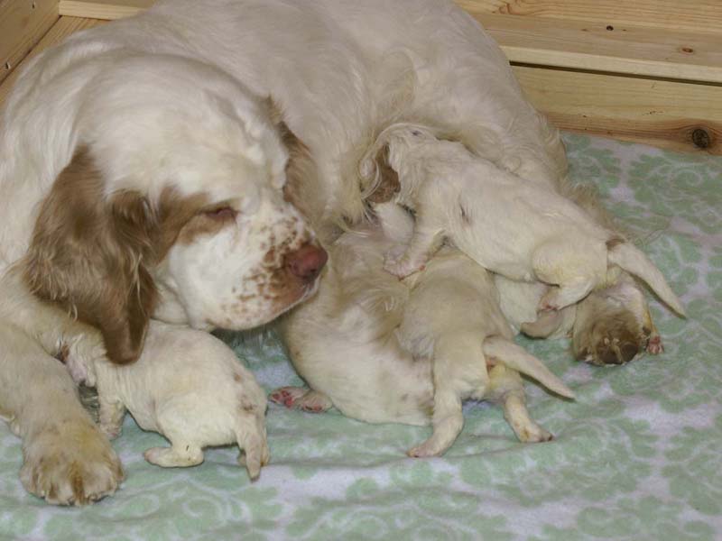 a_Windy_Fraser_puppies_17days_old_e