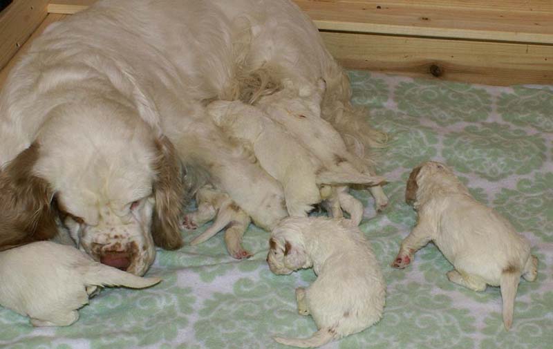 a_Windy_Fraser_puppies_17days_old_f