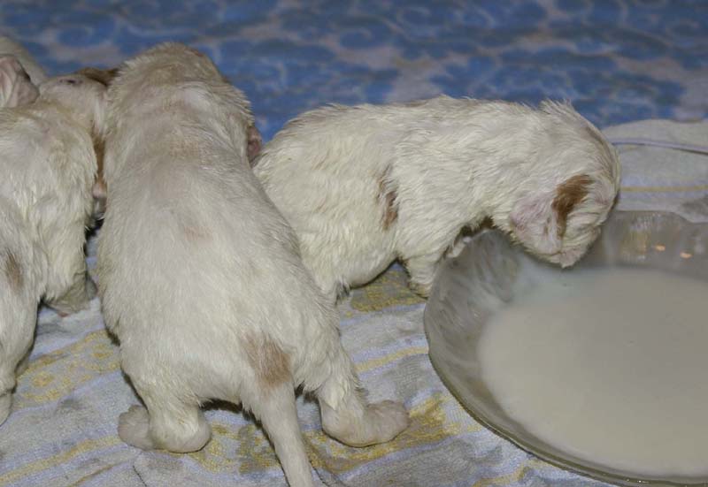 a_Windy_Fraser_puppies_19days_old_d