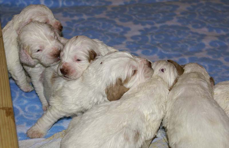 a_Windy_Fraser_puppies_19days_old_e