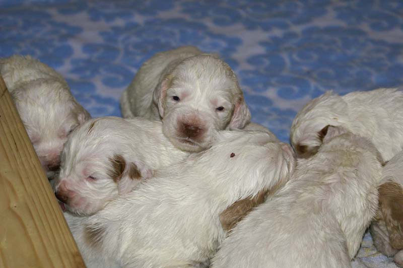 a_Windy_Fraser_puppies_19days_old_n