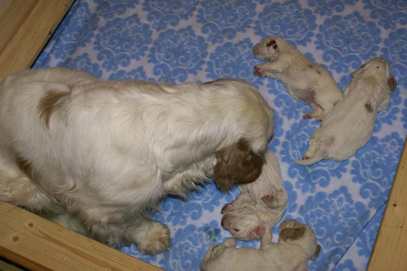 a_Windy_Fraser_puppies_19days_old_q