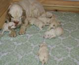 a_Windy_Fraser_puppies_17days_old_g