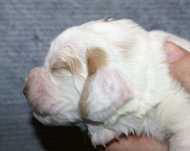 Boy_Bronze_Head_2weeks_c