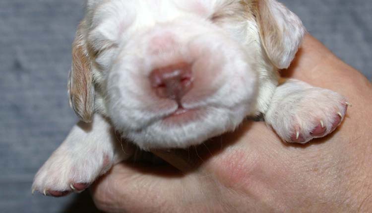 Boy_Bronze_Head_2weeks_d