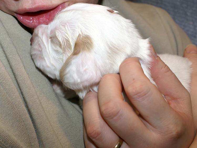 Boy_Bronze_Head_2weeks_e