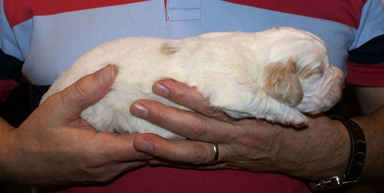 Boy_Bronze_Head_2weeks_h