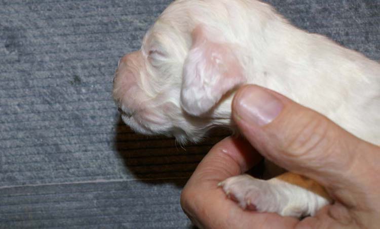 Boy_Green_Back_2weeks_b