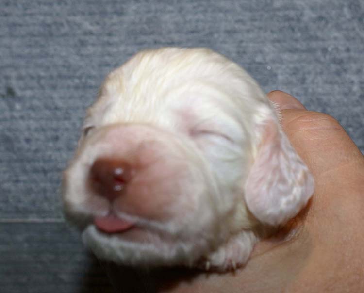 Boy_Green_Back_2weeks_d