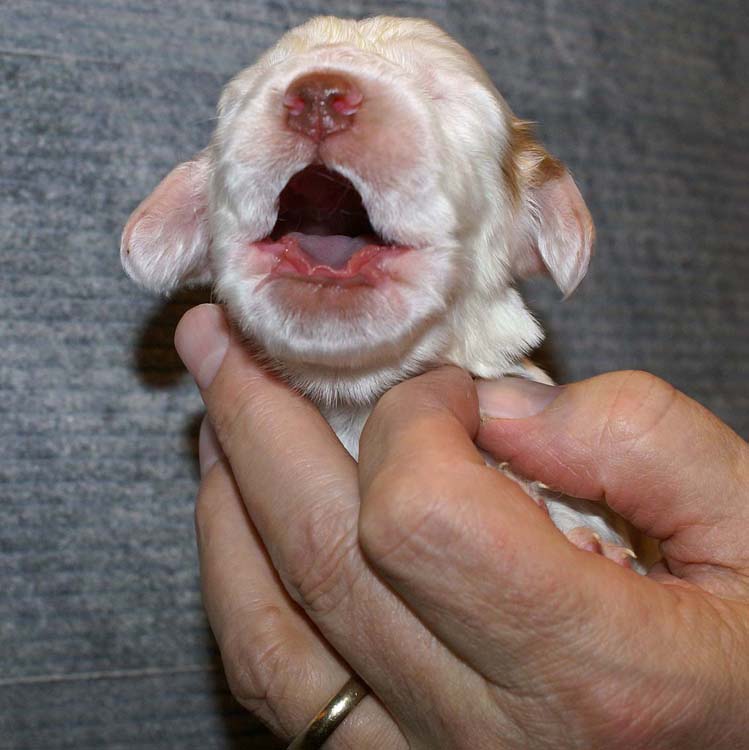 Boy_Pink_Back_2weeks_a