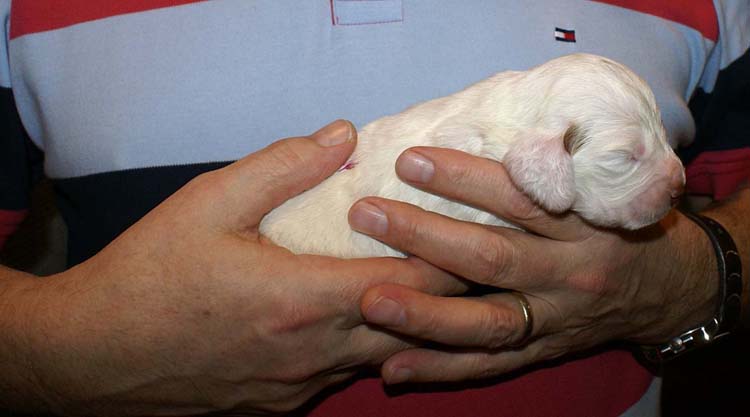 Boy_Pink_Back_2weeks_b