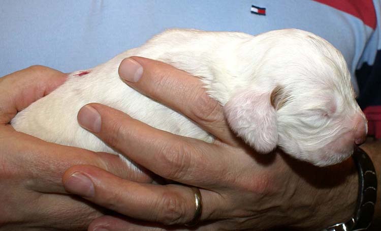 Boy_Pink_Back_2weeks_c