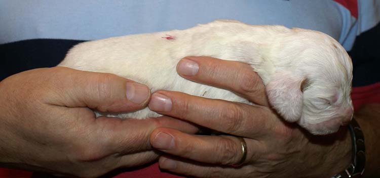 Boy_Pink_Back_2weeks_d