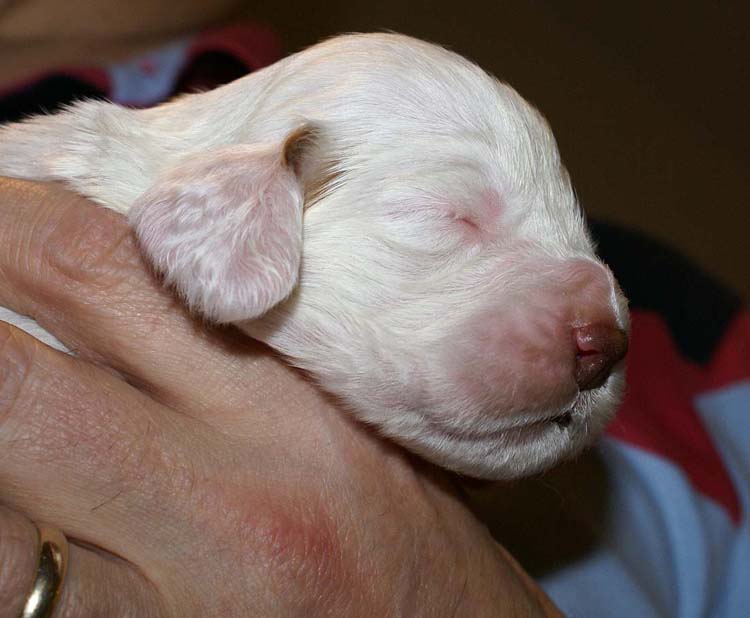 Boy_Pink_Back_2weeks_e