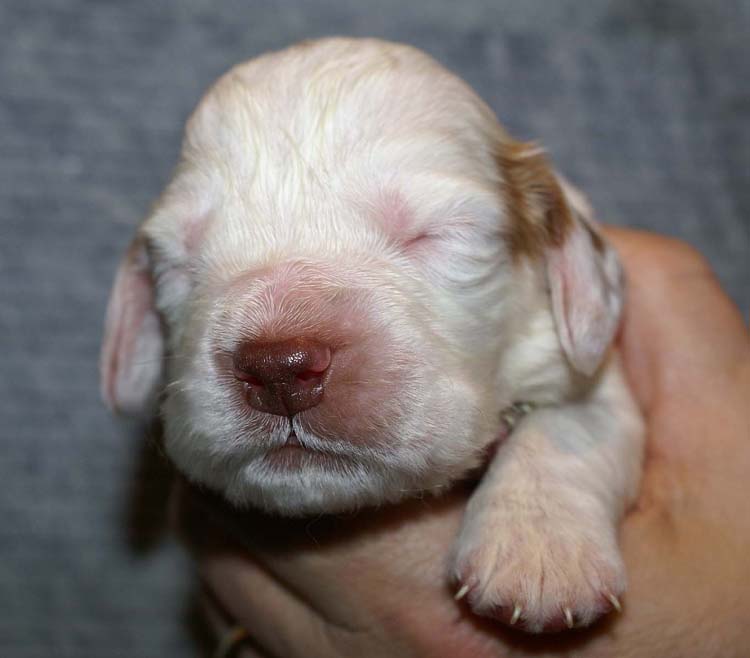 Boy_Pink_Back_2weeks_f