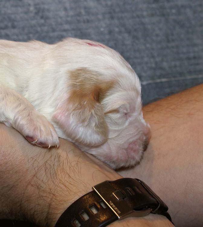 Boy_Pink_Head_2weeks_a