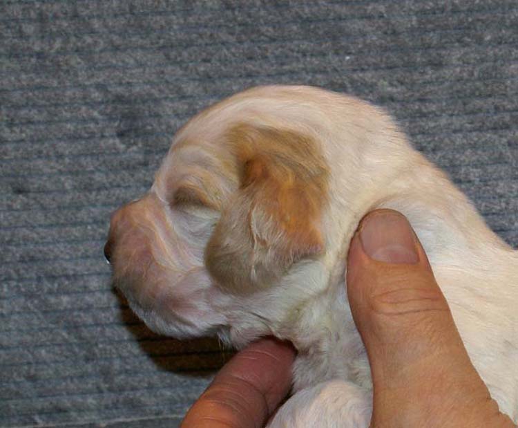 Boy_Pink_Head_2weeks_b