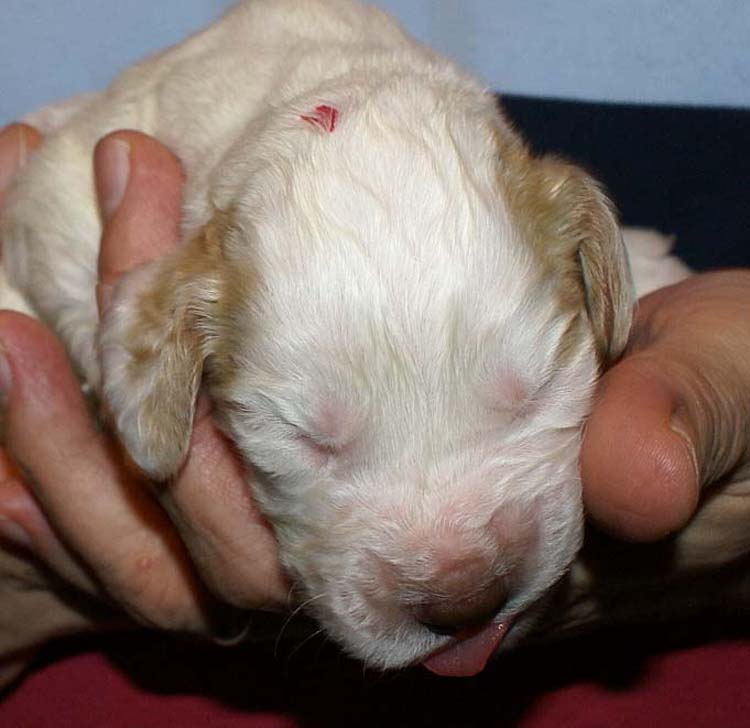 Boy_Pink_Head_2weeks_e