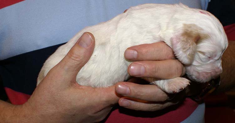 Boy_Pink_Head_2weeks_f