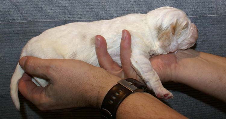 Boy_Purple_Head_2weeks_a