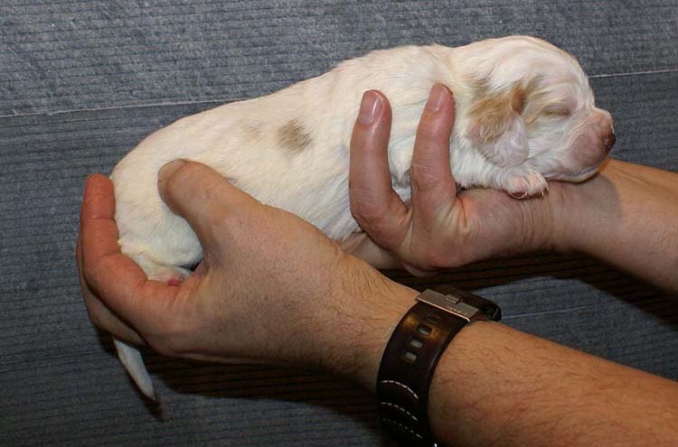 Boy_Purple_Head_2weeks_b