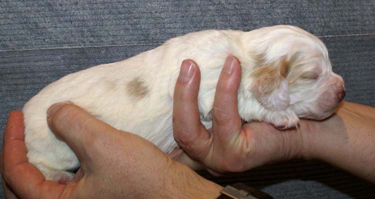 Boy_Purple_Head_2weeks_c