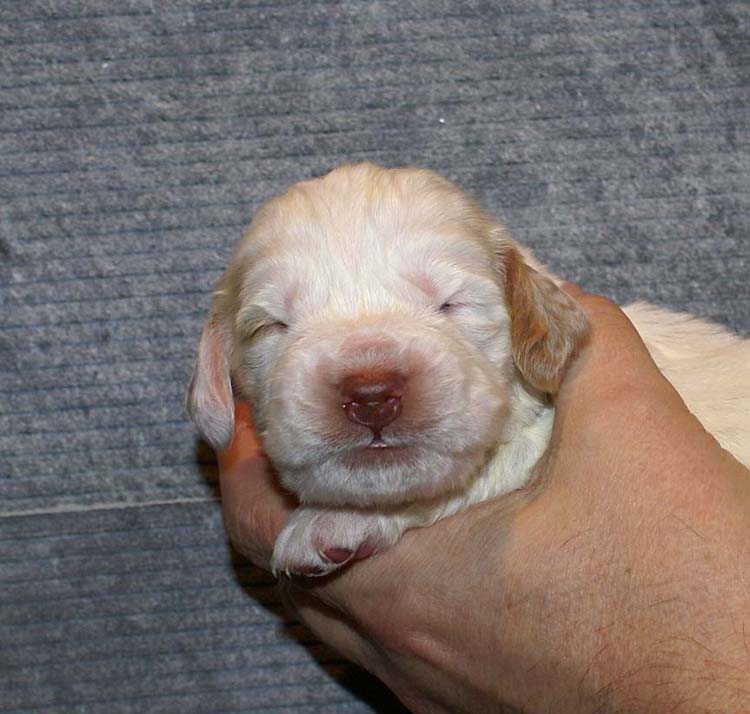 Boy_Purple_Head_2weeks_d