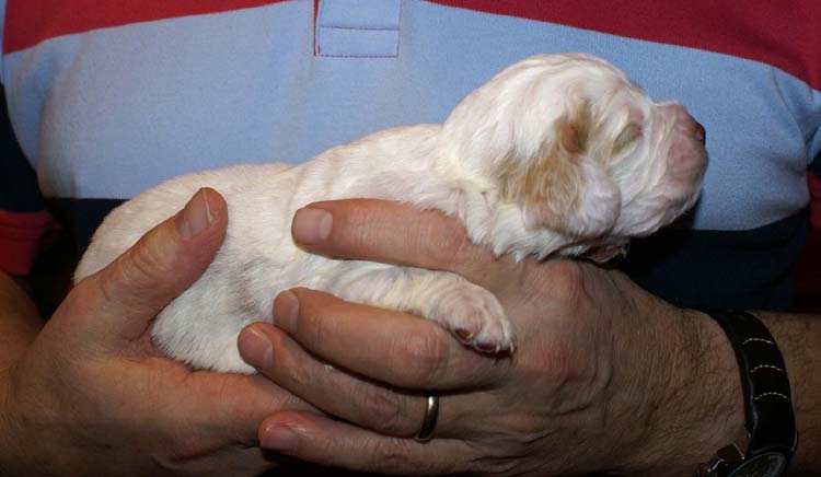 Boy_Purple_Head_2weeks_f